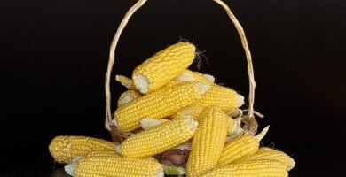 ¿El almidón de maíz tiene gluten? Maicena, fécula y dud