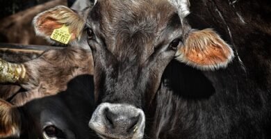 ¿Cuánto tarda en recuperarse el intestino de un celíaco
