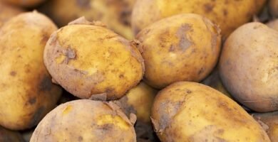 productos Carrefour Bio sin gluten son seguros para celíacos
