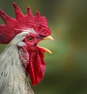 productos Gallo Sin Gluten supermercados