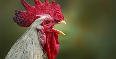 productos Gallo Sin Gluten supermercados