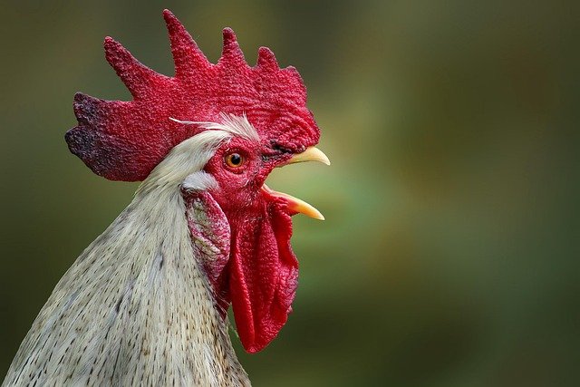 productos Gallo Sin Gluten supermercados