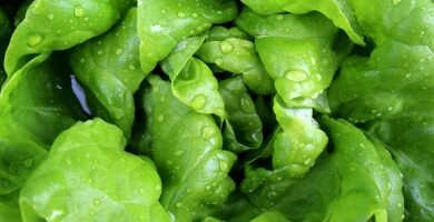 Florette ensaladas sin gluten contaminación cruzada