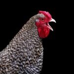 Knorr Caldo de Pollo Sin Gluten sin gluten Knorr Sin Gluten