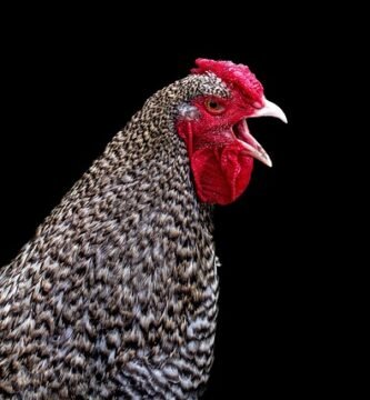 Knorr Caldo de Pollo Sin Gluten sin gluten Knorr Sin Gluten