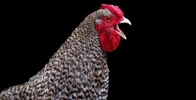 Knorr Caldo de Pollo Sin Gluten sin gluten Knorr Sin Gluten