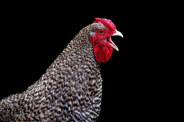 Knorr Caldo de Pollo Sin Gluten sin gluten Knorr Sin Gluten
