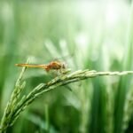 Harina de arroz sin gluten La Finestra sul Cielo