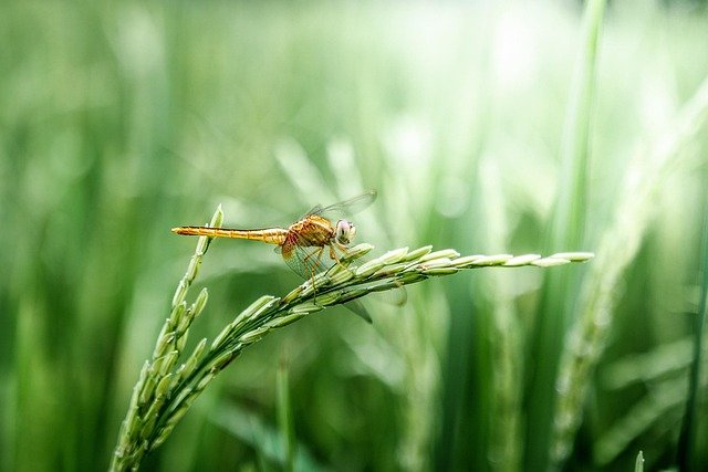 Harina de arroz sin gluten La Finestra sul Cielo