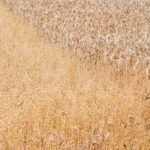 Harina Panificable sin gluten sin gluten Proceli