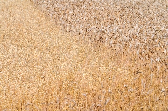 Harina Panificable sin gluten sin gluten Proceli